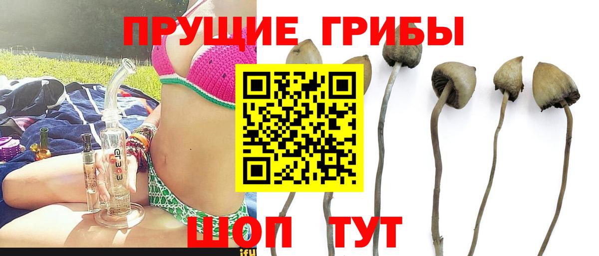 Псилоцибиновые грибы Psilocybine cubensis  Вход с VPN  Саранск 